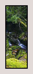 Tasmanian Rainforest, Andrew Brown Panoramic Landscape Photography