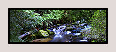 Outside Marysville, Vic, Andrew Brown Panoramic Landscape Photography